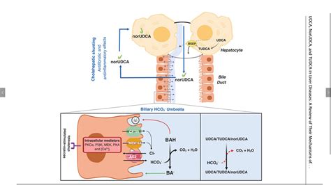 from in vitro and in vivo studies, it is postulated that udca protects cholangiocytes against membrane damage induced by hydrophobic bile acids. . Tudca vs udca reddit